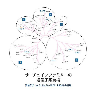 サーチュインファミリーの遺伝子系統樹