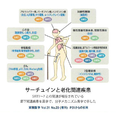 サーチュインと老化関連疾患